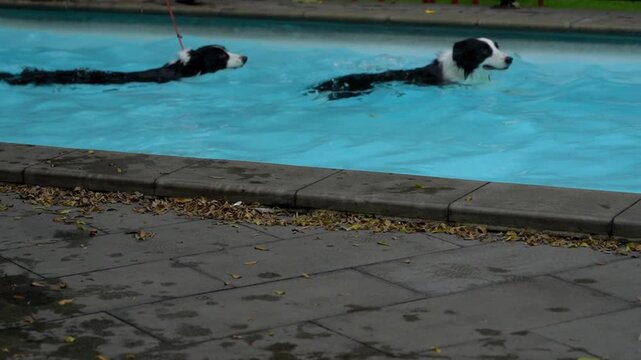 Two Border Collies swimming together in a blue outdoor pool, enjoying playful summer exercise, pet recreation, and refreshing water activity.