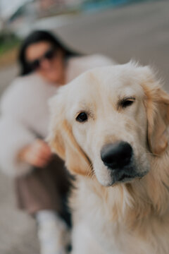 Close-up photo of a golden retriever puppy beside its owner, soft focus, neutral home background, conveying love and comfort
