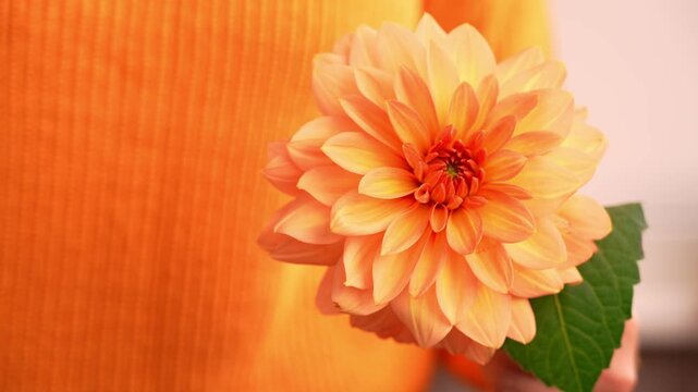 Woman in yellow sweater showing into camera yellow dahlia Selective focus Bush of autumnal orange red chrysanthemums and violet dahlia hydrangea. Fall garden beautiful flowers bouquet background