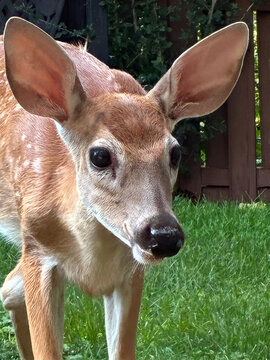 Deer, Fawn and Rabbit eating corn