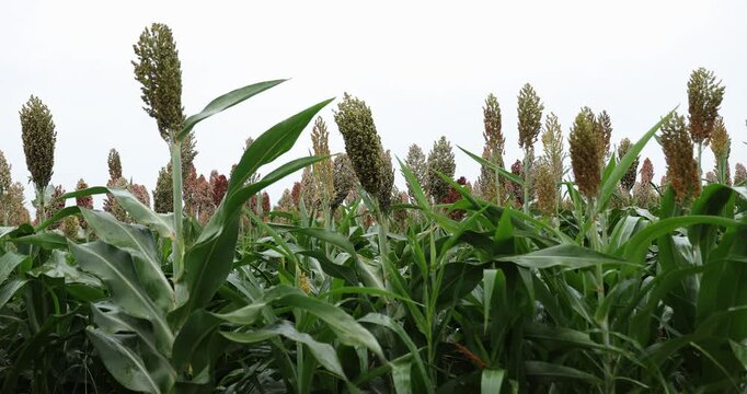 Jowar grain sorghum crop farm	