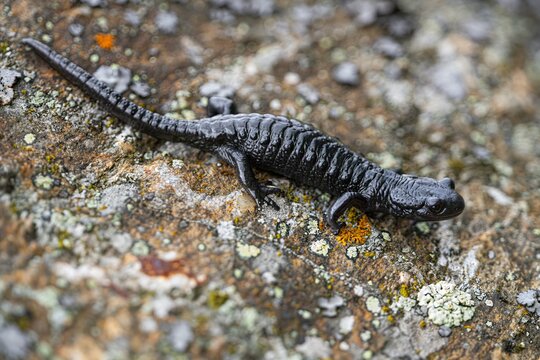 alpine salamander (scientific name: Salamandra atra)