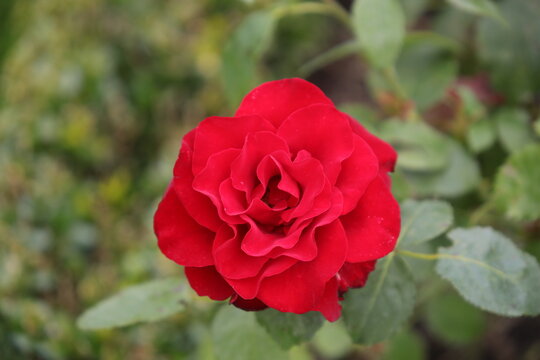 Primo piano di una rosa rossa brillante in piena fioritura in un giardino.