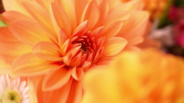 Autumn garden colorful flowers. Beautiful autumnal bouquet dahlia chrysanthemum. Red pink orange fall color fall floral background. Flower shop and florist design concept idea