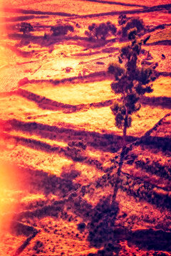Peru, South America: terrace fields in the Colca Canyon, ancient stepped agricultural steps built by pre-Inca cultures like the Collaguas and Cabanas over a thousand years ago and expanded by Incas