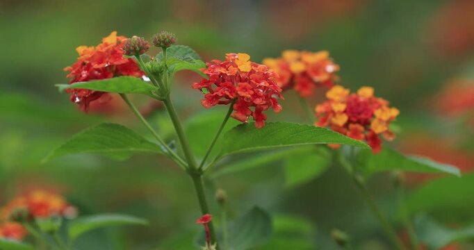 Beautiful little yellow and pink lantana camara flowers blooming in autumn