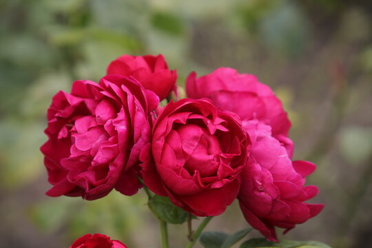 Primo piano  di rose rosa magenta rosso rubino con petali densi e stratificati, con sfondo naturale morbido e sfocato.