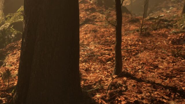 Trees stand tall in a forest as sunlight filters through branches. The ground is covered in fallen leaves, creating a warm scene in nature.