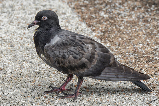 a pigeon wink - ein Taubenzwinkern
