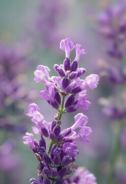 Macro closeup of lavender flower with beautiful gentle sunlight and dreamy blurred background