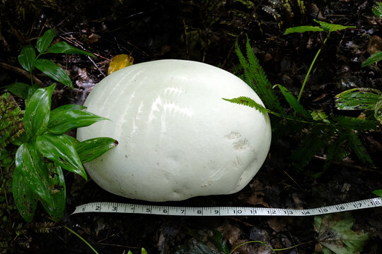 Vesse-de-loup g&eacute;ante, Calvatia gigantea, dans la for&ecirc;t