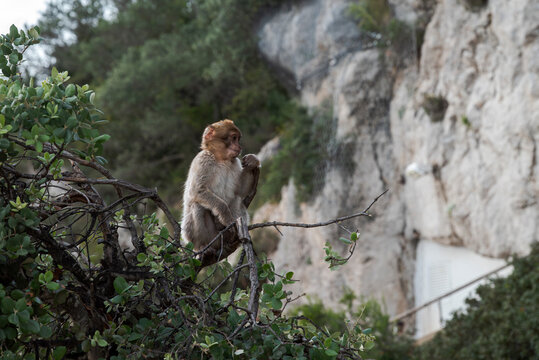 Young Barbary macaque perched on a tree branch on the Rock of Gibraltar, surrounded by Mediterranean vegetation and limestone cliffs
