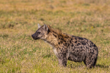Naklejka premium Spotted Hyena Standing in the Grassland of the African Savanna, Kenya
