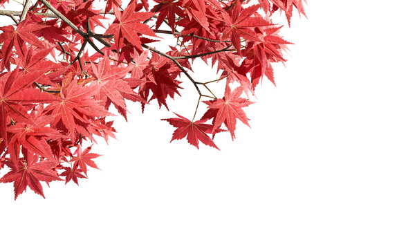 Red Japanese maple tree leaves and branches isolated on transparent background