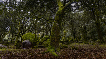 Fototapeta premium A photo in a woodland