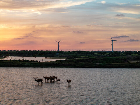 Milu deer in a Yancheng wetland at sunset