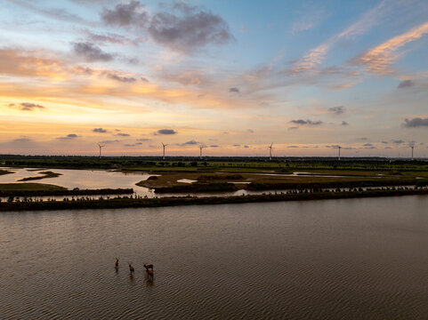 Milu deer in a Yancheng wetland at sunset