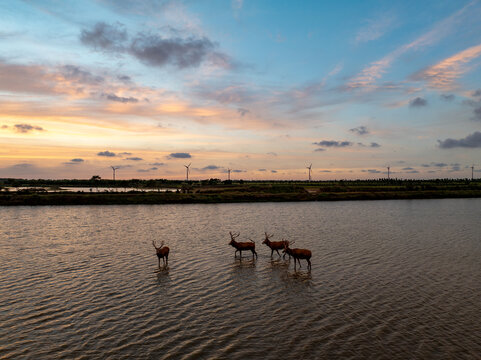 Aerial view of milu deer in a Yancheng nature reserve