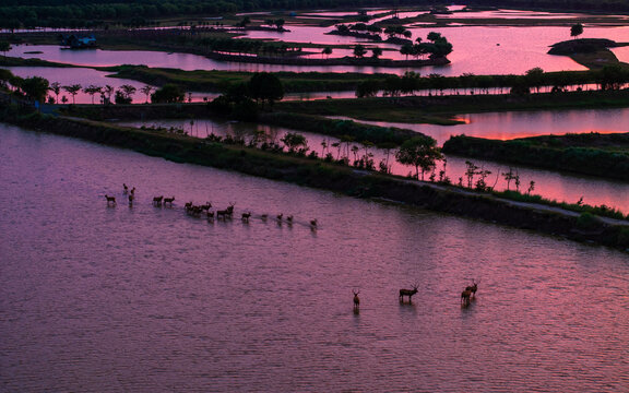 Pere David's deer herd in a Yancheng wetland at sunset
