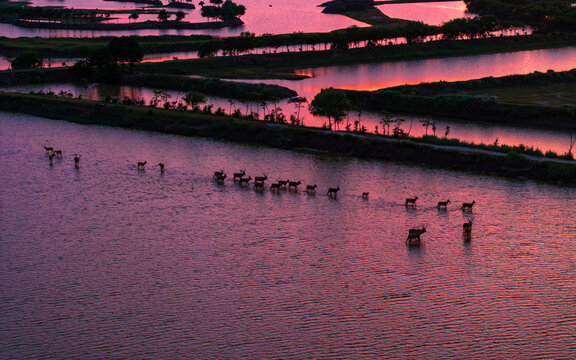 Pere David's deer and wind turbines across a wetland