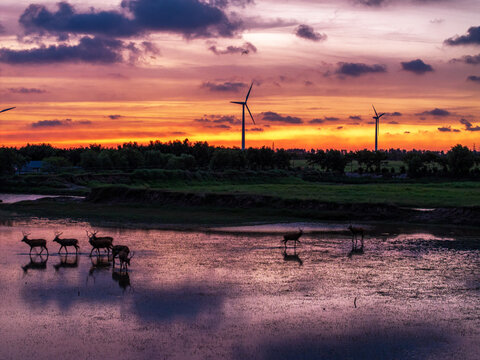 Milu deer herd in shallow wetland water at sunset