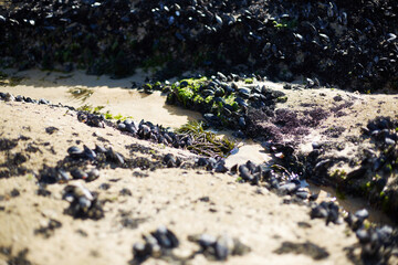 Close up of wild mussels and green seaweed attached to coastal rocks in Galicia, Spain © Laura