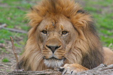 Fototapeta premium African male lion in the Bronx Zoo, New York, USA. 