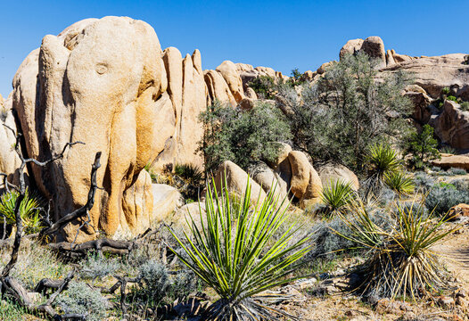 Wall of Monzogranite Pillars Across The Mojave Desert The Desert Queen Mine Trail, Joshua Tree National Park, California, USA