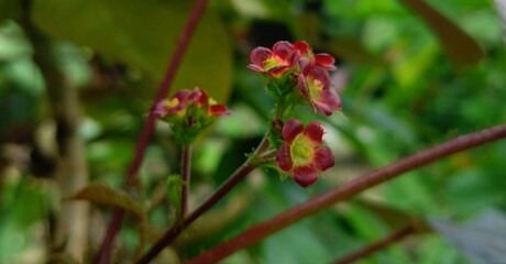 Fototapeta premium Close-up view captured of blooming fresh small, deep red and yellow colour bellyache bush flowers or jatropha gossypiifolia or fire on the mountain flowers and buds with green leaves tropical plant.