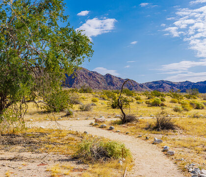 The Colorado Desert and The Eagle Mountains on The Bajada Loop Nature Trail, Joshua Tree National Park, California, USA