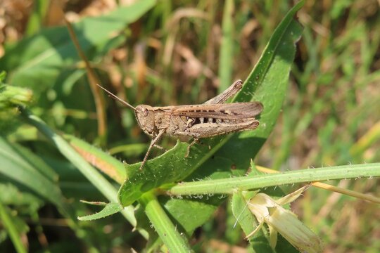 Brown grasshopper sitting on a leaf In the garden, closeup
