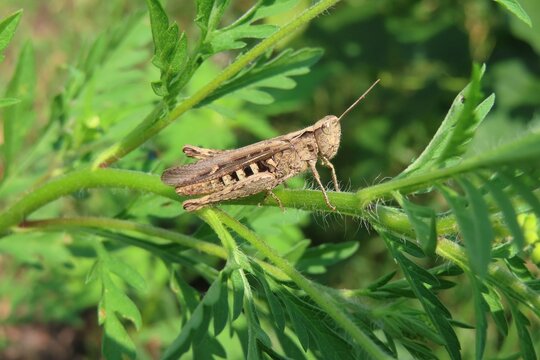 Brown grasshopper sitting on plant in the meadow, closeup