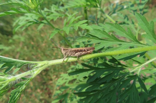 Brown grasshopper sitting on branch in the meadow