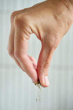 Woman sprinkles a pinch of dried herbs by hand. Adding seasoning