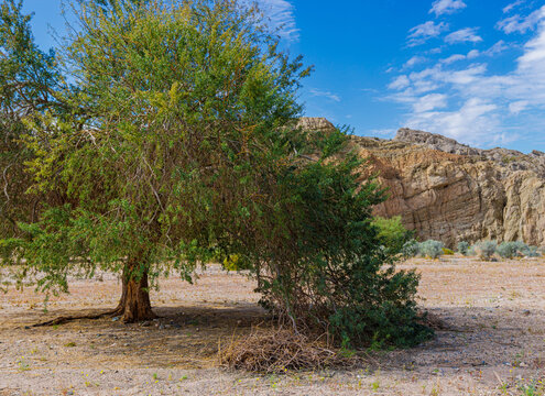 Desert Ironwood Tree Growing in The Dry Wash and Eroded Walls of Box Canyon, Box Canyon Scenic Road, Chuckwalla National Monument, California, USA