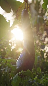 Avocado Fruit Hangs From a Leafy Tree in Golden Sunlight, Showing Fresh Tropical Produce and Natural Plant Growth Vertical video.