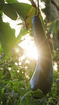 Green Avocado Fruit Hangs from a Tree Amid Lush Tropical Foliage, Warm Sun Rays Highlight Freshness, Healthy Eating and Natural Growth Vertical video.