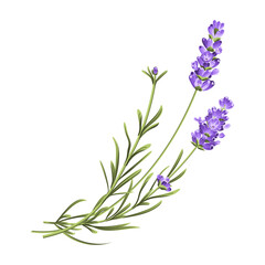 Fototapeta premium Elegant purple lavender bouquet on white, vector illustration