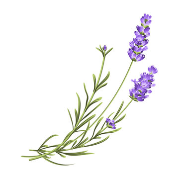 Elegant purple lavender bouquet on white, vector illustration