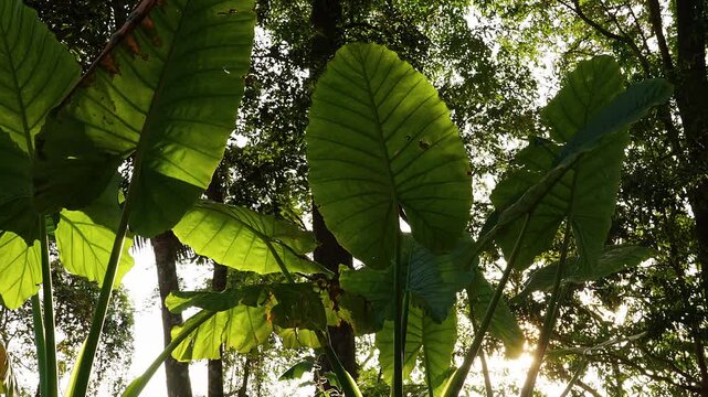 Sunlit Alocasia Elephant Ear Leaves Rise in a Lush Tropical Forest, Low Angle View Highlights Green Foliage and Natural Freshness