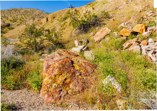Desert Wildflowers and Colorful Boulders in Little Surprise Canyon, Anza-Borrego Desert State Park, California, USA