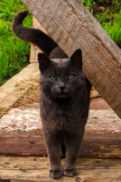 Grey Cat Looking at Camera Framed by Rustic Wooden Beam