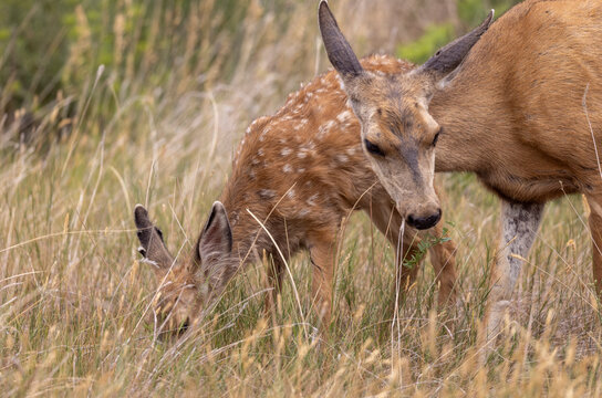 Mule Deer Doe and Fawn in Summer in Colorado