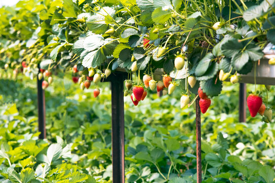 Harvesting of fresh ripe big red strawberry fruit in Dutch greenhouse
