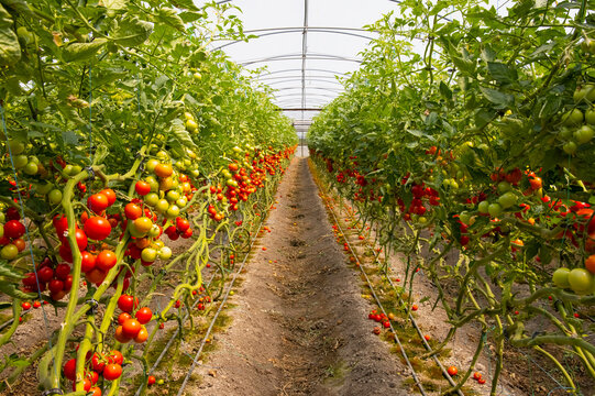 Greenhouse to grow tomatoes - Tomatoes ripening on hanging stalk in greenhouse 