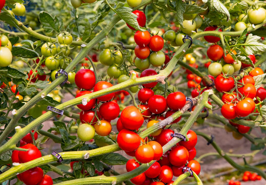 Greenhouse to grow tomatoes - Tomatoes ripening on hanging stalk in greenhouse 