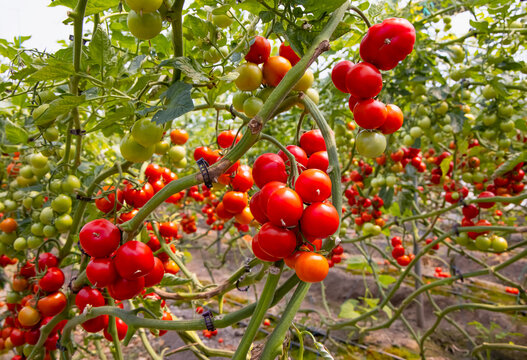 Greenhouse to grow tomatoes - Tomatoes ripening on hanging stalk in greenhouse 