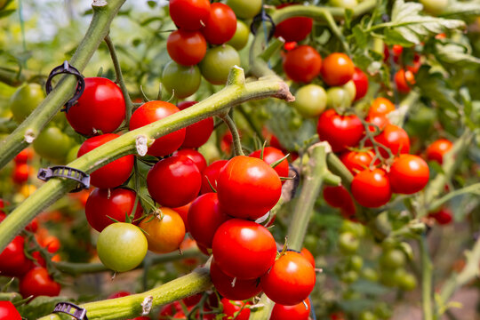 Greenhouse to grow tomatoes - Tomatoes ripening on hanging stalk in greenhouse 