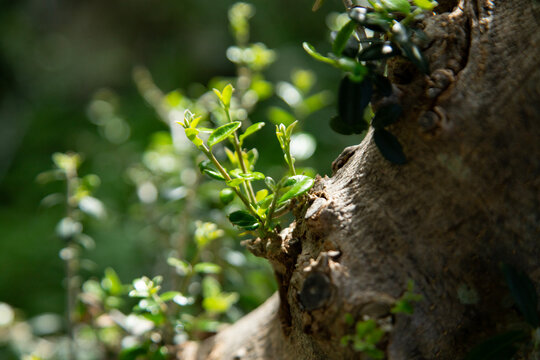Tender green shoots emerging directly from the woody trunk of an olive tree in Val di Noto, Sicily, Italy.
