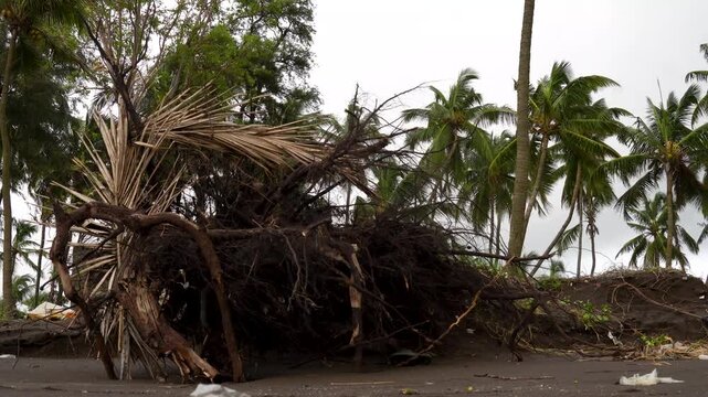 Uprooted Tree on the Seashore Highlighting Coastal Erosion and Storm Damage. A massive fallen tree lies along the shoreline after being washed ashore, illustrating storm damage, coastal erosion and th